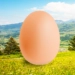 Egg Android app icon APK