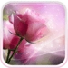 Pink Roses Live Wallpaper Android-sovelluskuvake APK