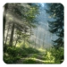 Forest Live Wallpaper Icono de la aplicación Android APK