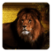 Lions Live Wallpaper Android app icon APK