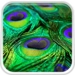 com.PeacockLiveWallpaperHQ Android app icon APK