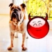 Икона апликације за Андроид Red Ball Pet Egg APK