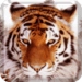 com.TigersLiveWallpaper Icono de la aplicación Android APK