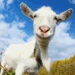 Icône de l'application Android Crazy Goat FREE APK