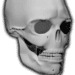 Bones 3D (Anatomy) Icono de la aplicación Android APK