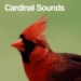 Икона апликације за Андроид Cardinal Bird Sounds APK