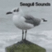 Ikona aplikace Seagull Sounds pro Android APK