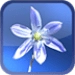 Blue Blossom Live Wallpaper Android-app-pictogram APK