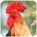 Animales y Aves - Free Icono de la aplicación Android APK
