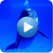 Икона апликације за Андроид Dolphin sound to relax APK