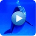 Ikona aplikace Dolphin sound to relax pro Android APK