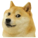 Flappy Doge Икона на приложението за Android APK