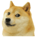 Flappy Doge Icono de la aplicación Android APK