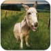 Ikon aplikasi Android Talking Donkey APK