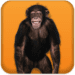 Talking Monkey Icono de la aplicación Android APK