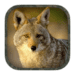 Coyote Hunting Calls Android-appikon APK