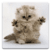 Cat Wallpapers! Ikona aplikacji na Androida APK