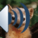 أصوات ونغمات الحيوانات Android app icon APK