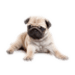 Dog screen cleaner Android-appikon APK