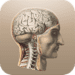 Икона апликације за Андроид Anatomie APK