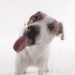 Dog Licks Screen Wallpaper Icono de la aplicación Android APK