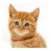 Talking, Dancing Cat Android app icon APK