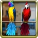 Talking Parrot Couple Free Icono de la aplicación Android APK